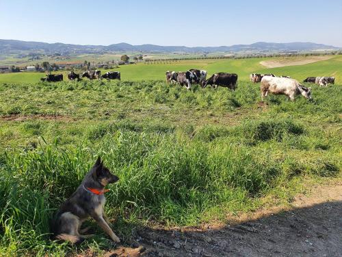 Il Giogo Agriturismo