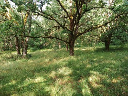 גינה, Les granges de l abbaye in Rodez