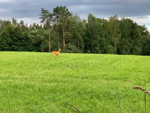 KrzyweProgi - domek na Mazurach nad jeziorem Krzywe in Krzywe (Mragowo)