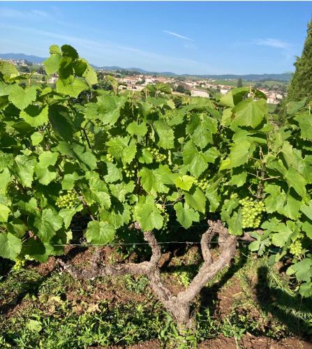 Gîte de la vieille vigne