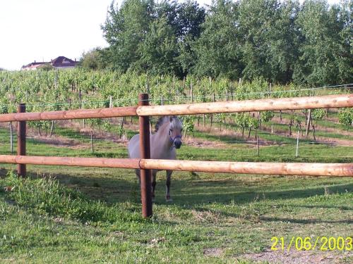Stone house in a vineyard with swimming pool near Bordeaux - image 5