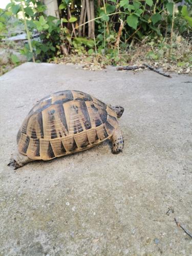 Green Vila Green Vila