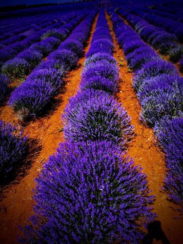 Green Vila Green Vila