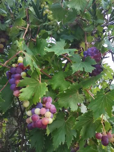 Green Vila Green Vila