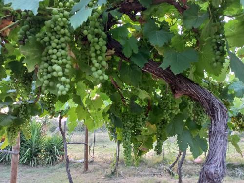 Sodas, Karoo Life B&B in Calitzdorp