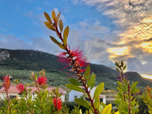 Mencía Subbética - image 10