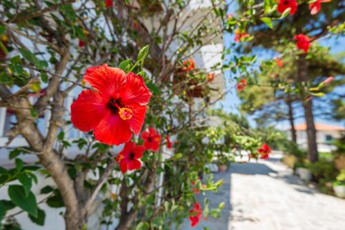 Tassos & Marios Apartments II, Аликанас (фото 8)