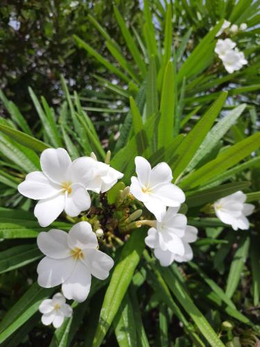 Virgin Islands Campground Virgin Islands Campground