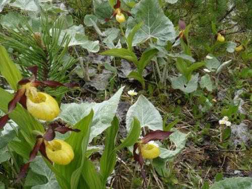 設施, Haus Sonnenschein in 霍爾茨高