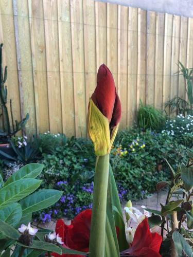 TALE 33 Chambre Jasmin dans maison avec jardin gîte à louer Talence