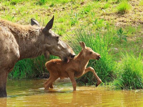 One-Bedroom Holiday home in Rättvik 2 - image 9