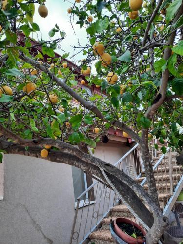 יחידת נוף הרים Nof Harim in Maalot Tarshiha