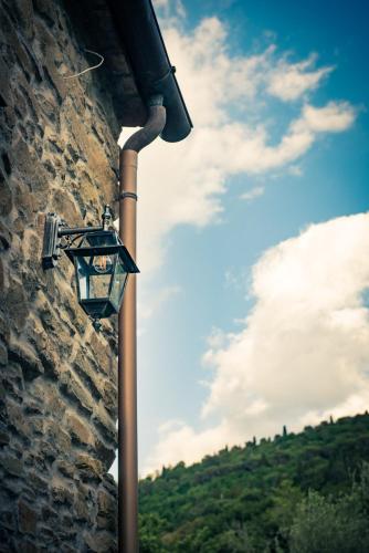 fringuello - Mandorlo, Cortona (fotografie 6)
