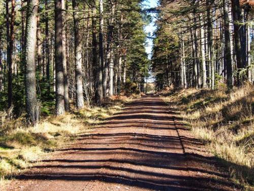 Pine Lodge Dingwall - image 2