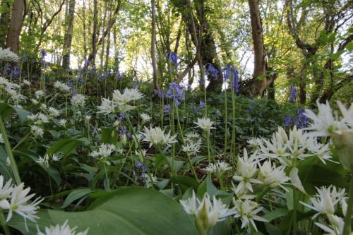 Riverside cottage walking distance into Caernarfon