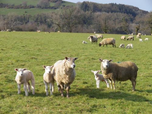 Mary's Cottage in Kelly