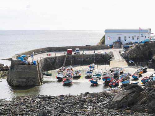 Gannet Watch Coverack - image 7