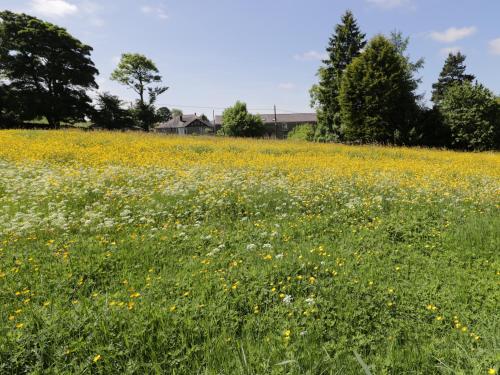 Buttercup Cottage Hexham - image 11