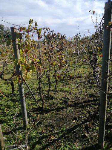 Villa Natura gîte à louer Piedimonte Etneo