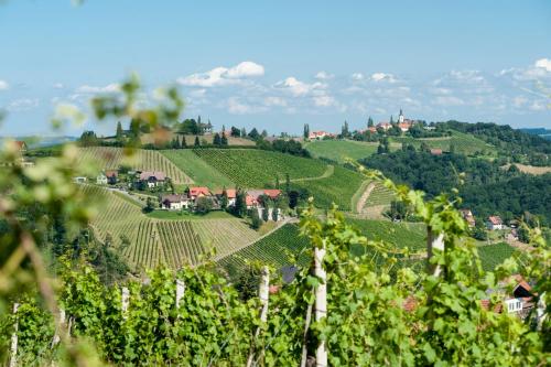 Weingut Schauer in Kitzeck im Sausal, Österreich