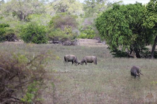 Basecamp - Yala