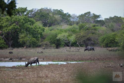 Basecamp - Yala