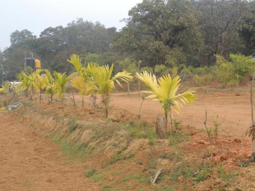 Room in Farmhouse - Dandeli - Aura Jungle Stay