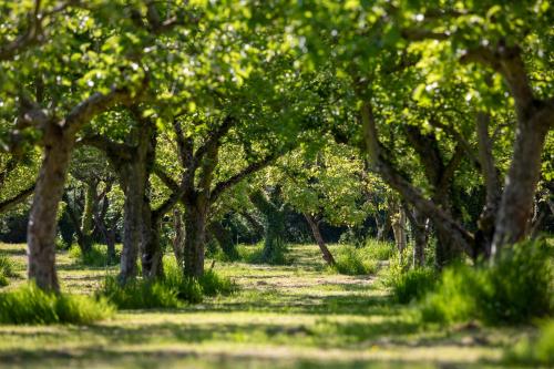 酒店周边, 龙果园休闲酒店 (Dragon Orchard Retreat) in 普特利