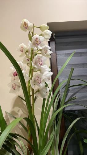 Babylon Pizzéria Vendégház - image 2