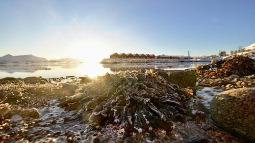 Lofoten Basecamp - main image
