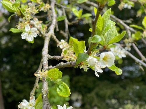 青柠区乡村民宿