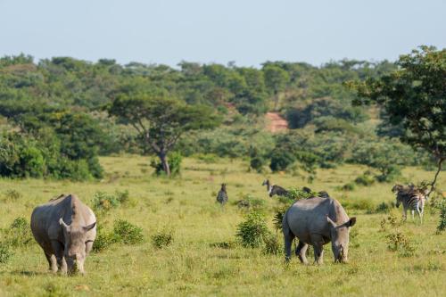 Elephants Crossing