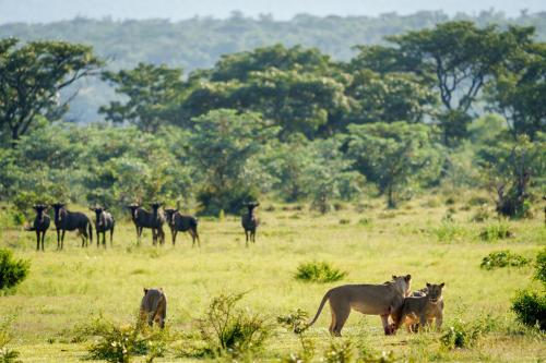 Elephants Crossing