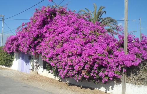  Room in Guest room - Tara Casa, house of mosaic art - Single room in La Magdalena