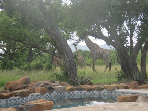 Mkhiweni Villa at Dombeya Wildlife Estate