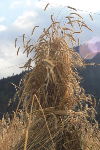 Hof Wieser in 帕特爾加森