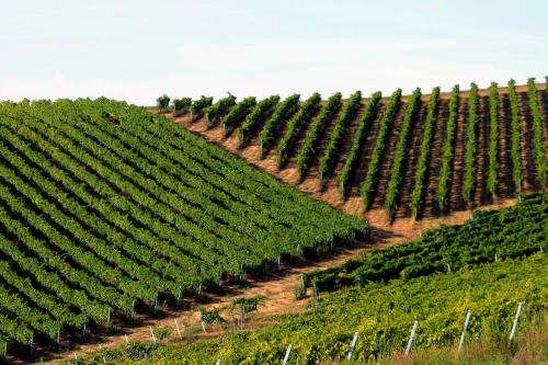  Agriturismo Fara in Montegiorgio