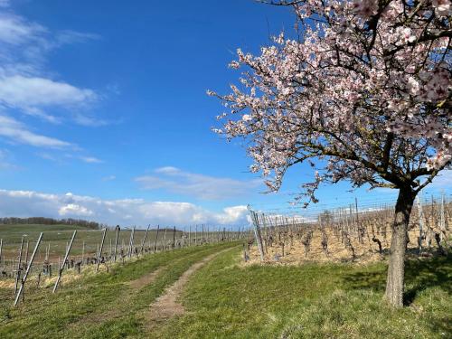 Weingut & Straußwirtschaft Vogel Weingut & Straußwirtschaft Vogel