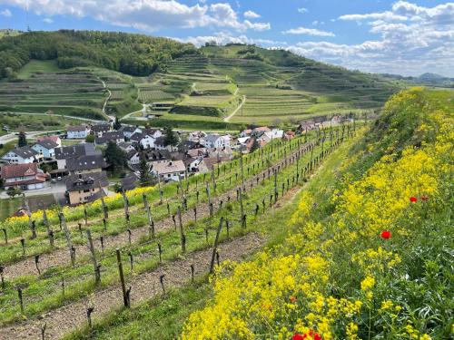 Weingut & Straußwirtschaft Vogel Weingut & Straußwirtschaft Vogel