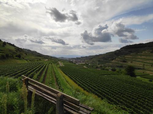 Weingut & Straußwirtschaft Vogel Weingut & Straußwirtschaft Vogel