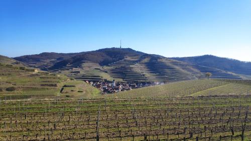 Weingut & Straußwirtschaft Vogel Weingut & Straußwirtschaft Vogel