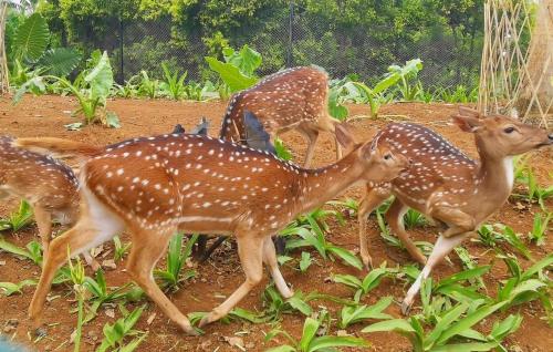 THE OASIS 4BR Private Pool Pet-Friendly Villa Vimala Hills