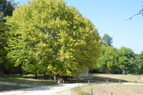 La Forêt Enchantée