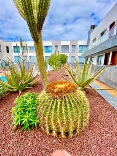 Mar de Fuerteventura 2 Entire apartment - Deals, Photos & Reviews