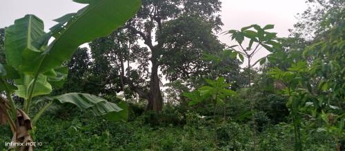 Wli Waterfalls Inn,My Home Your Home in Ashanti