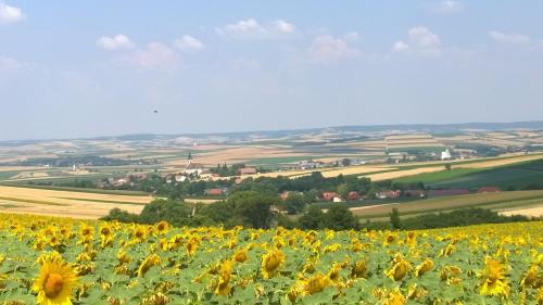 Traubengarten Winkler