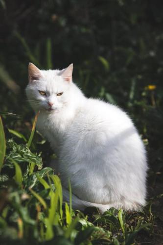 Tyacks Hotel - image 5