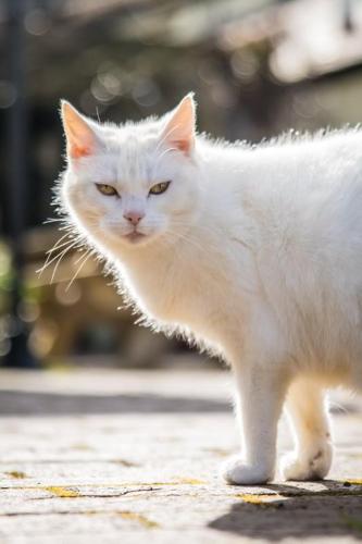 Tyacks Hotel - image 12