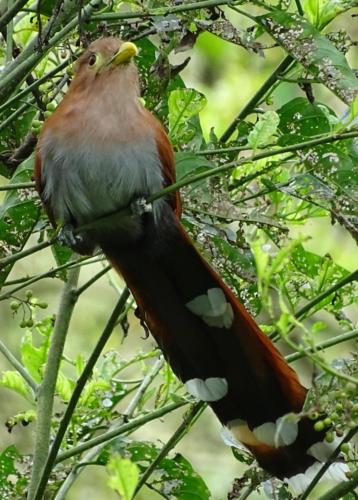 Attractions, Hacienda Guayabal in Manizales