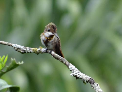 Attractions, Hacienda Guayabal in Manizales
